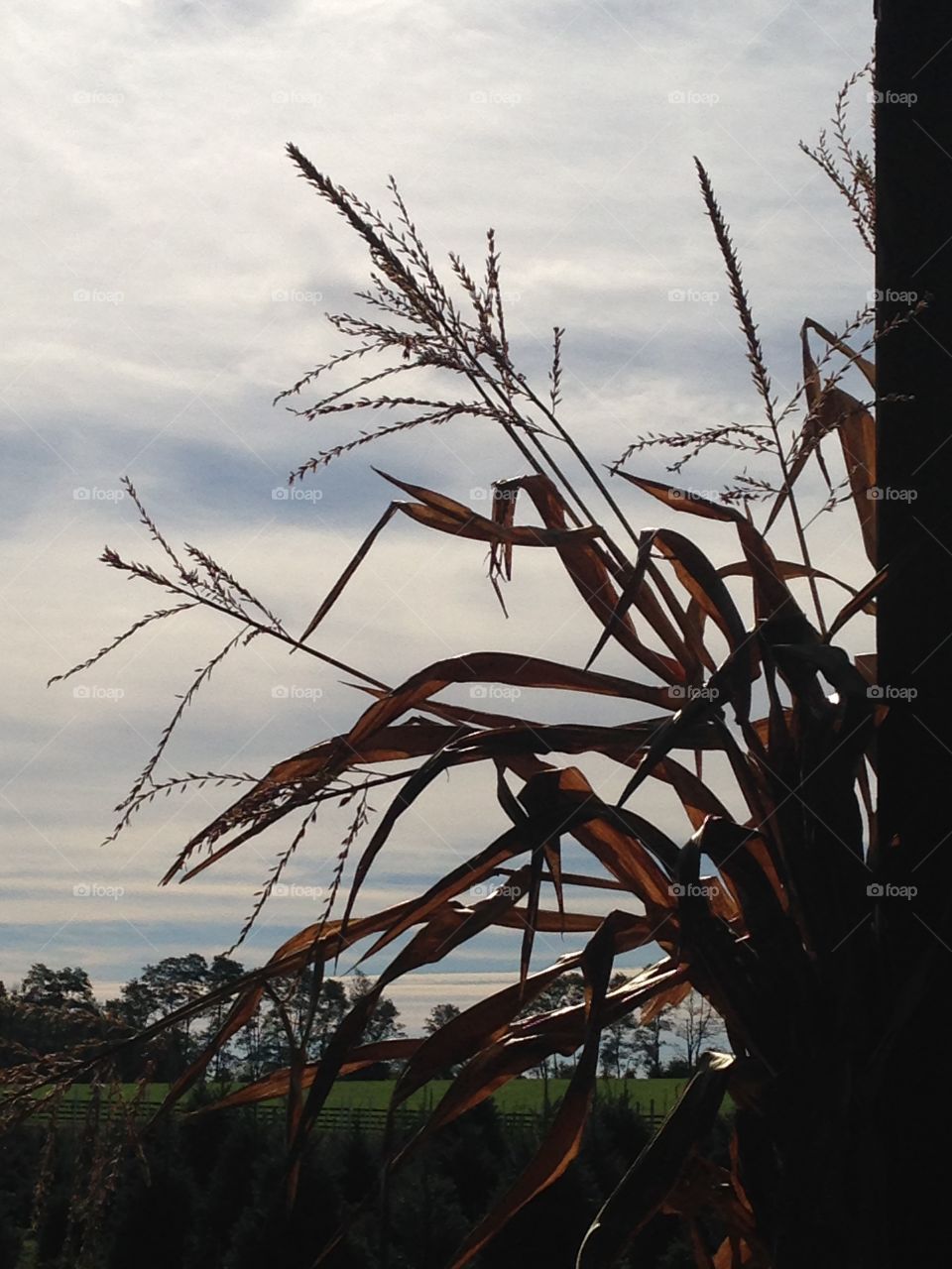 Corn Stalk Silhouette