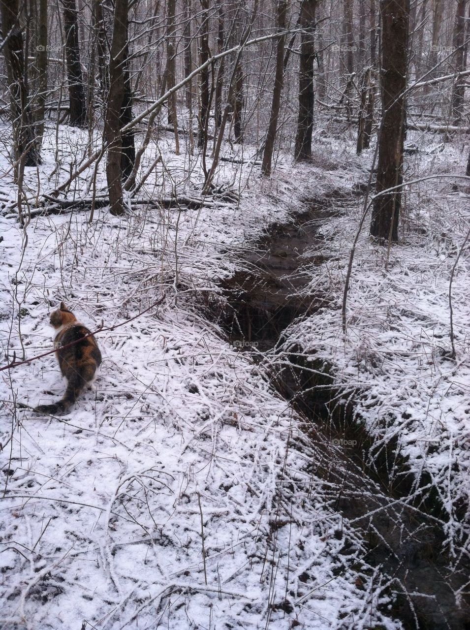 Woodland Stream