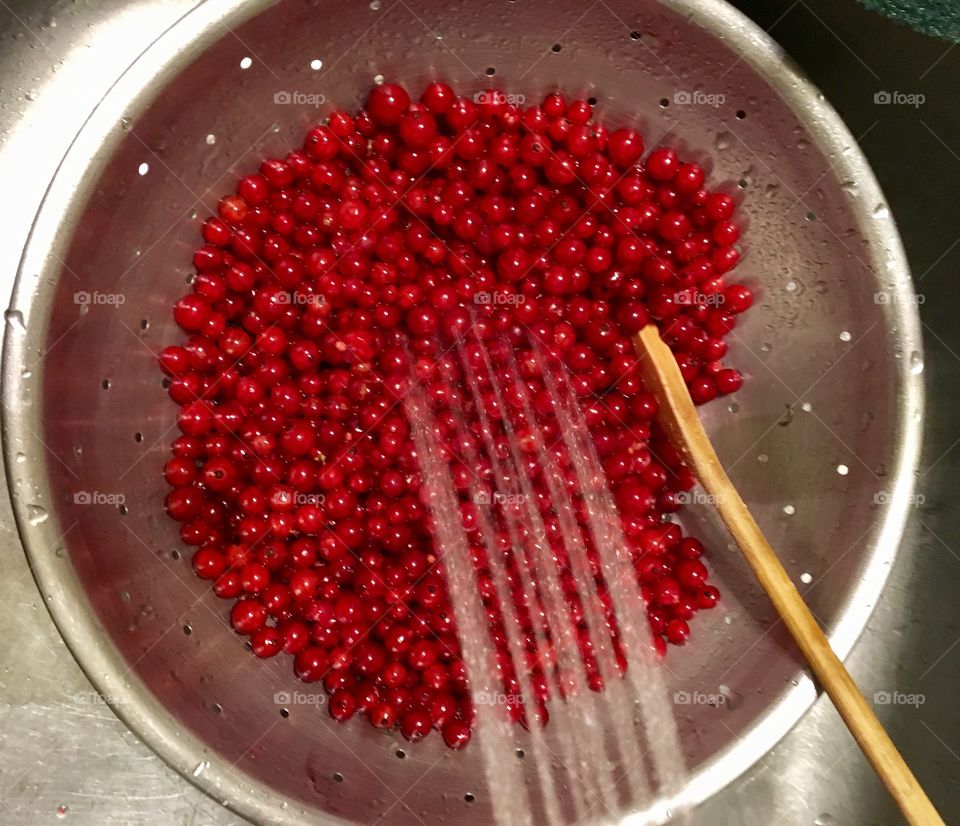 Rinsing the Red Currants 