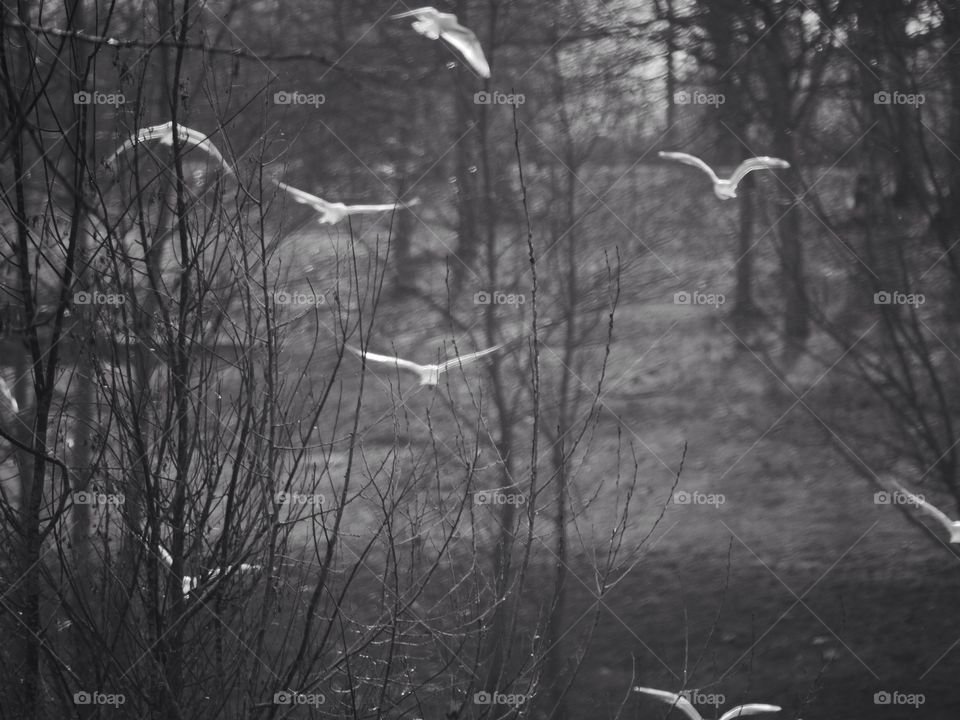 No Person, Wood, Tree, Monochrome, Nature