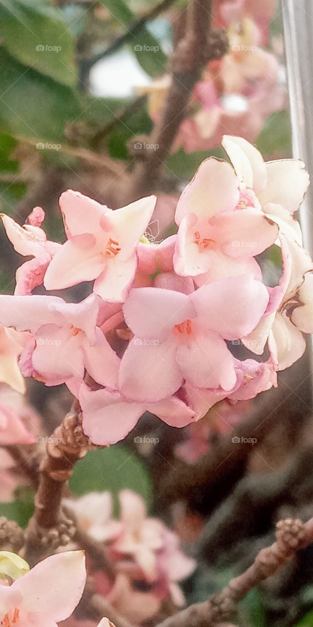 flowers that blooms on spring season