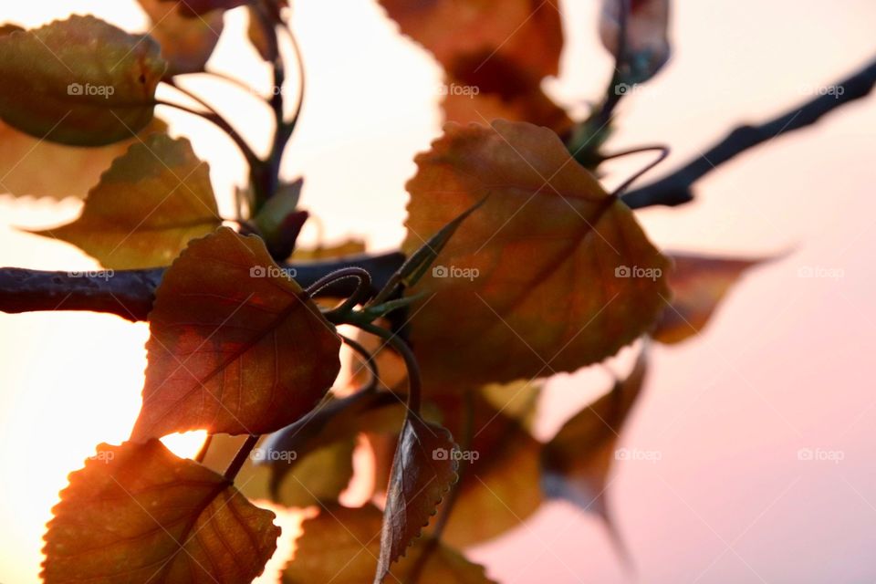 Amber colored leaves blow in wind as the sunsets in Northern Ohio, USA