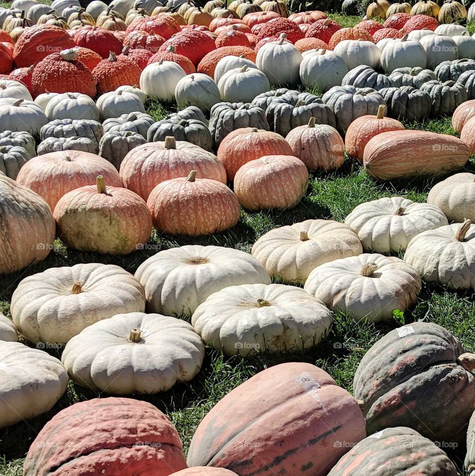 fall pumpkin collection