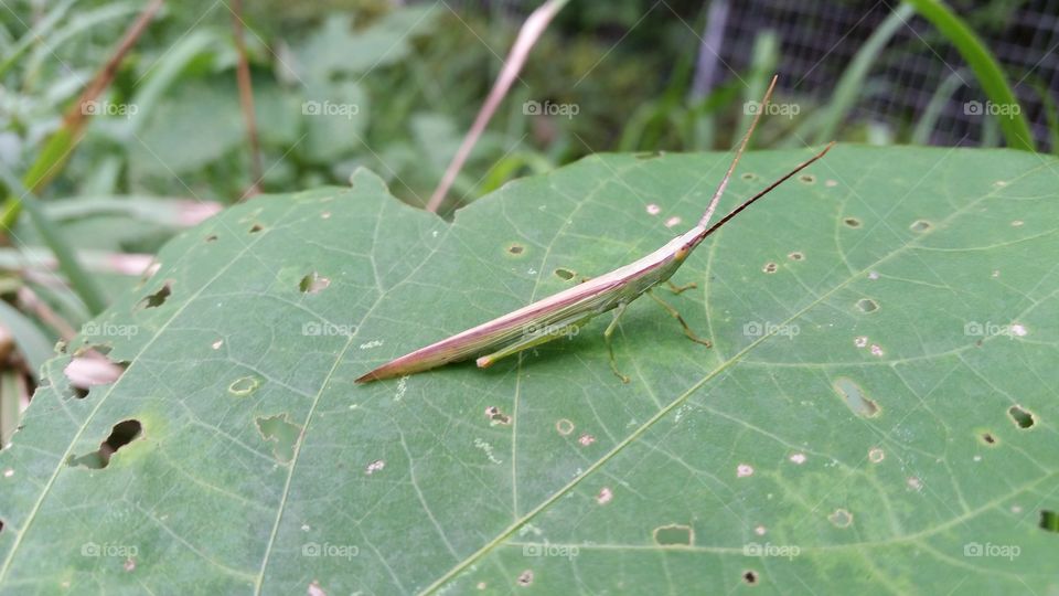 Grasshopper