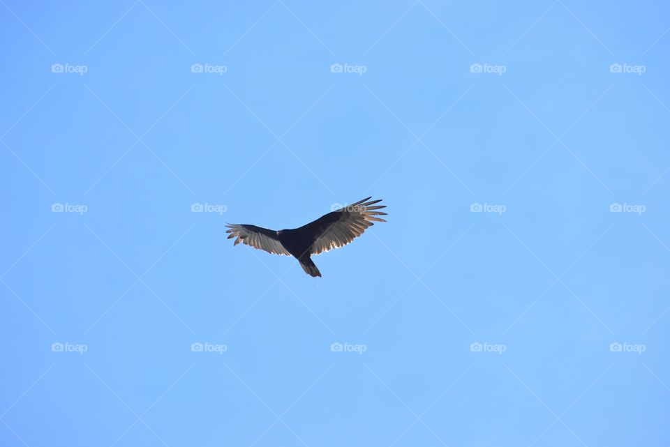 Vulture on the wing