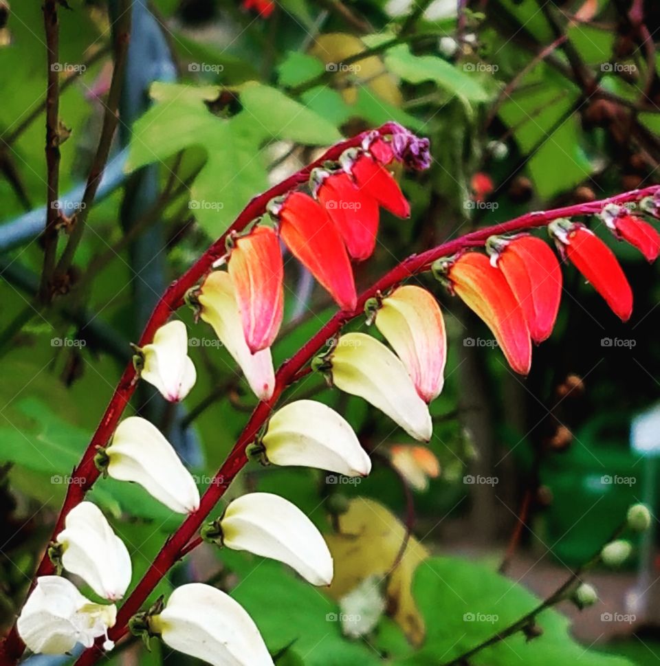 Orientalische Pflanze