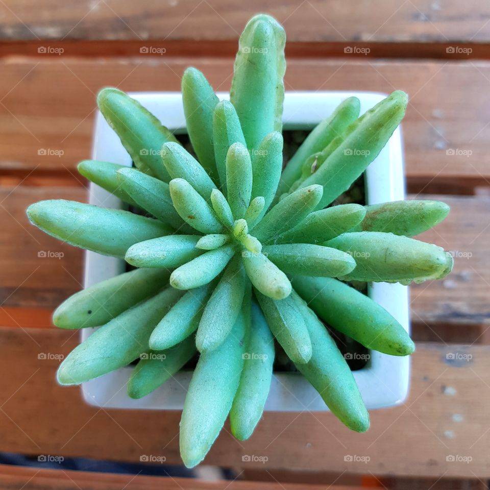 The little plant on the table