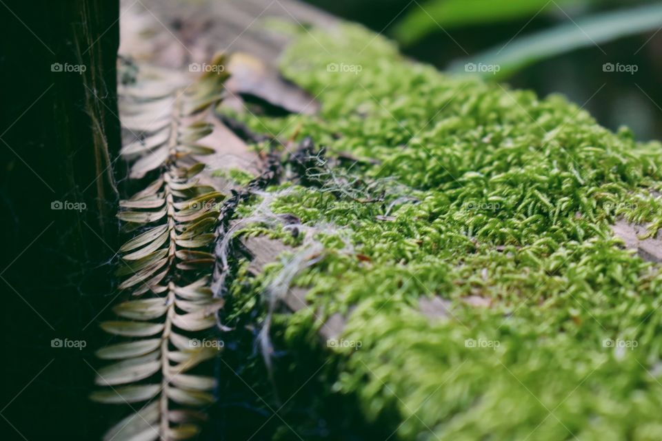 Fern Leaf 