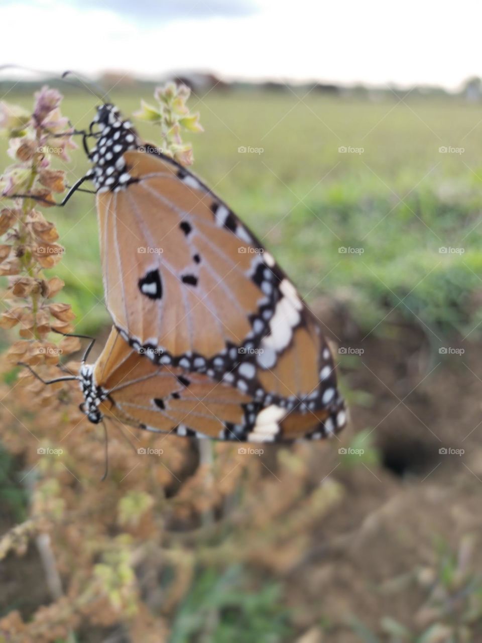 s*x of butterflys 🦋