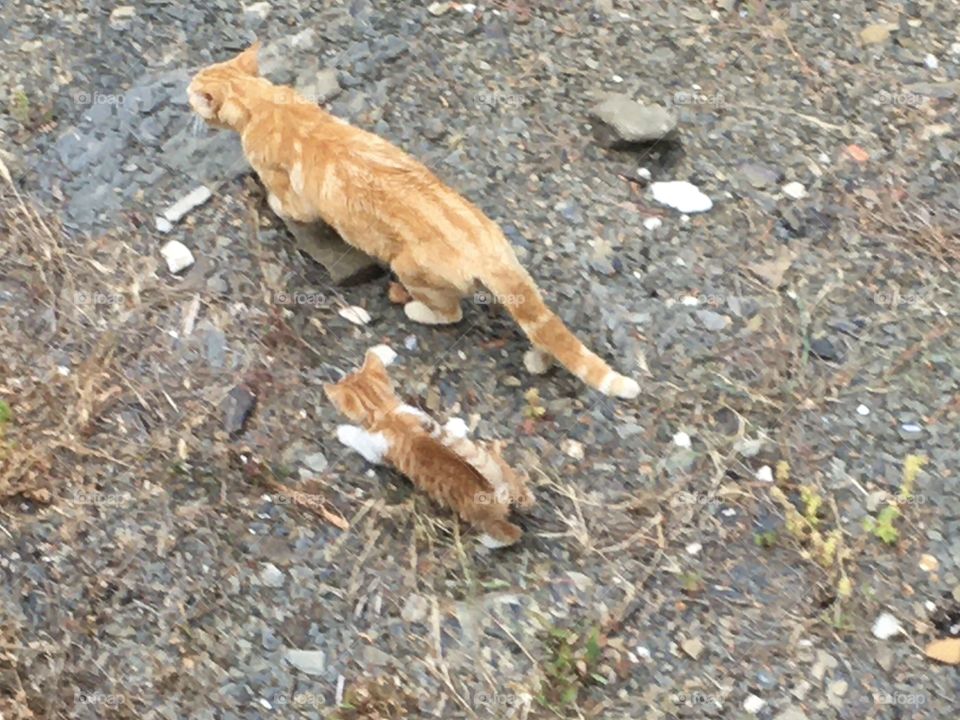 Mother cat and kitten 