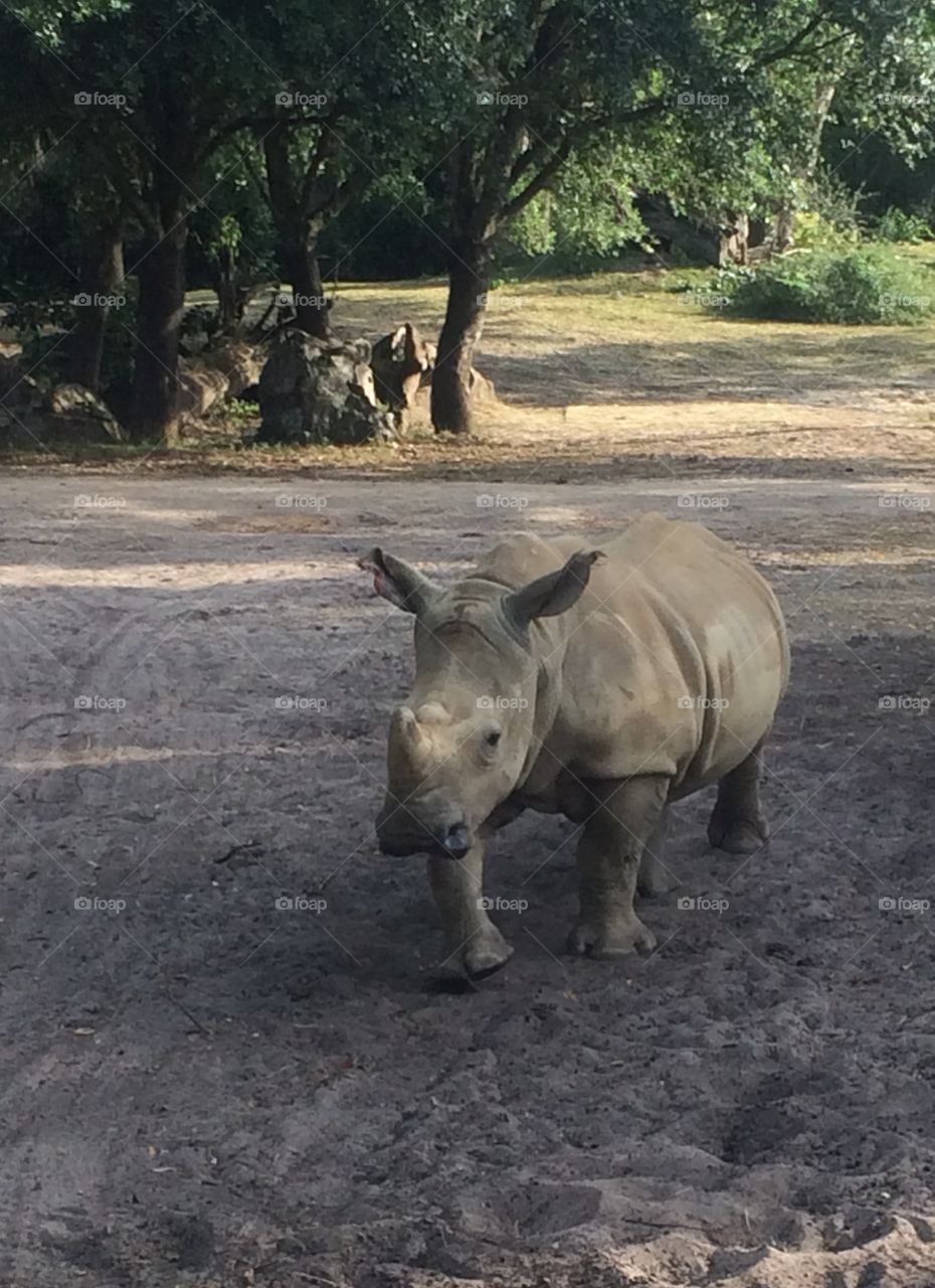 Baby rhino.