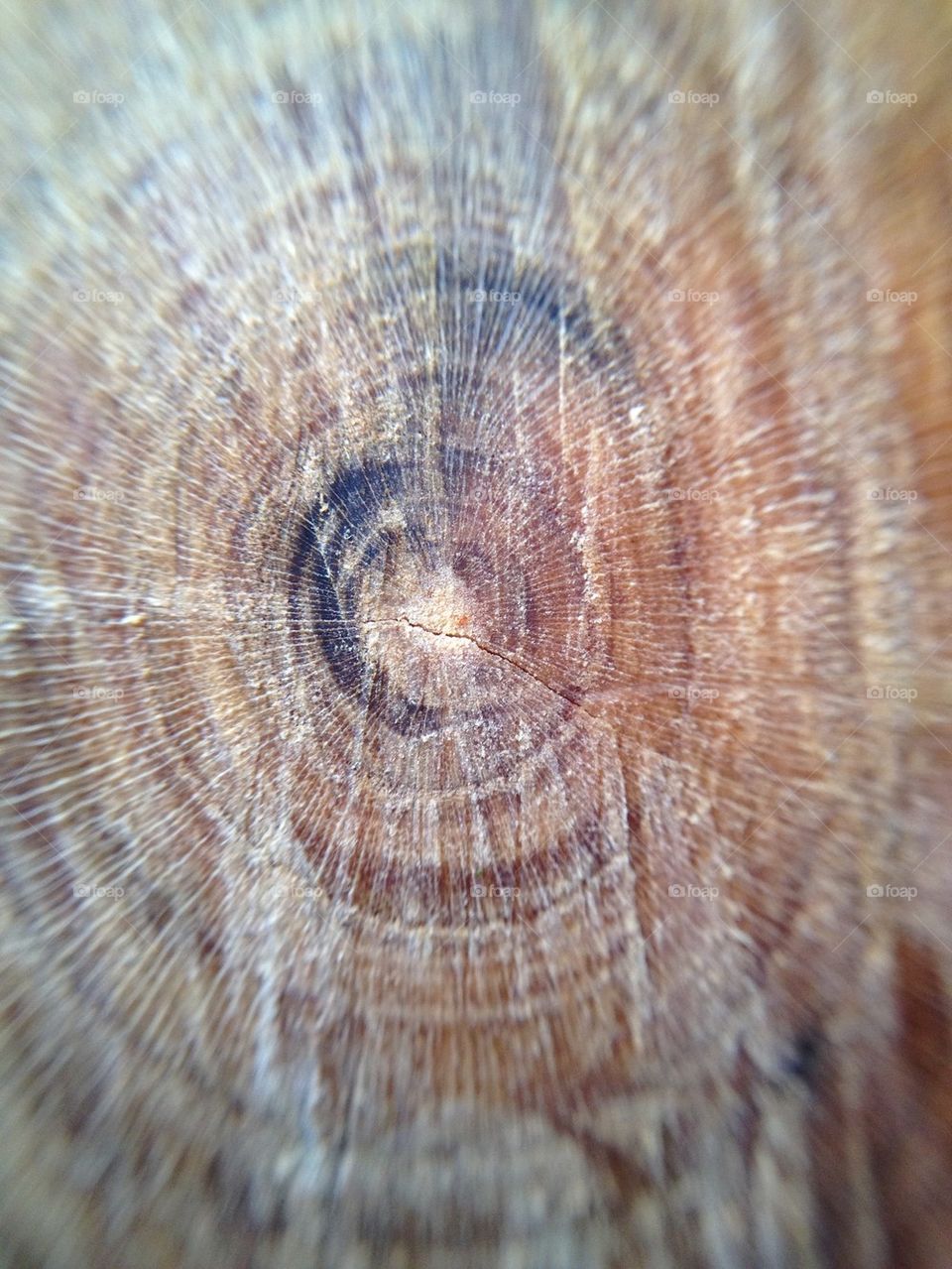 Wooden texture