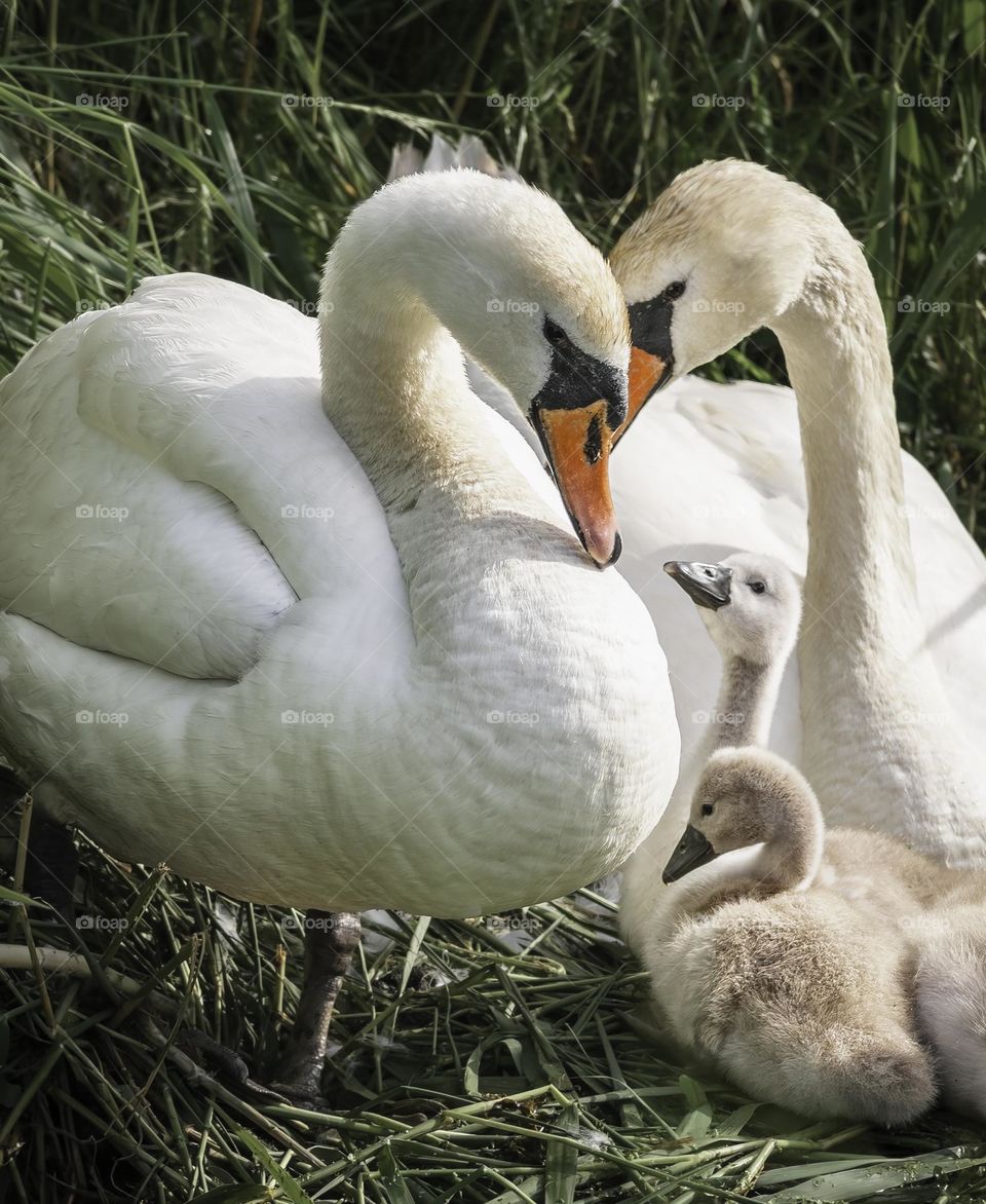 Pair with of white swans with cygnets