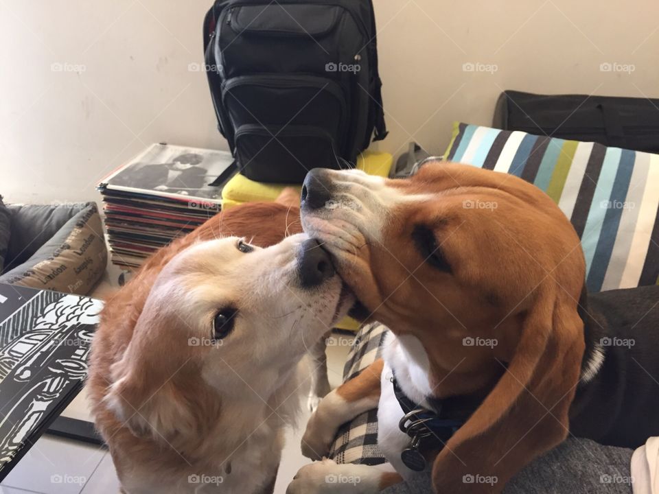 Lucas the beagle and his friend :)