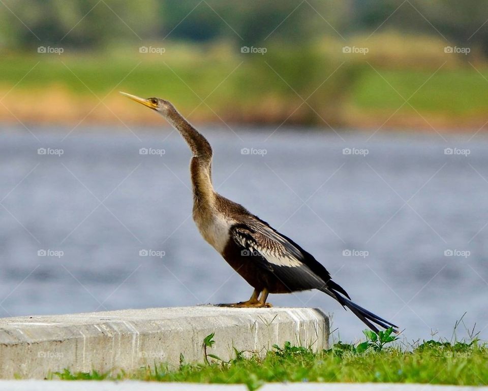 Anhinga 