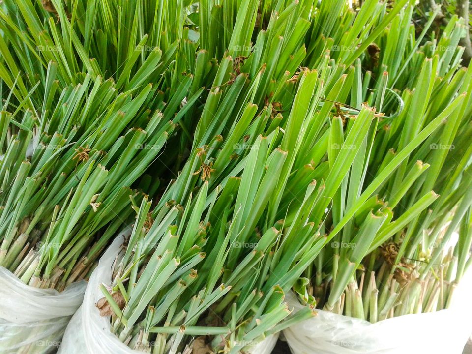 lemongrass. lemongrass tree