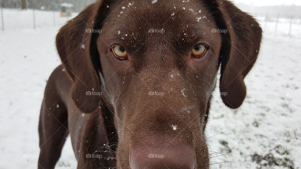 Chocolate Lab peering into the camera after playing in the snow