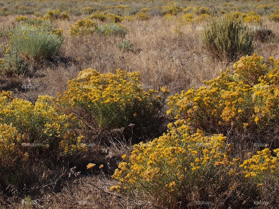 Golden tips in a field of rabbit brush on a fall day in Central Oregon. 