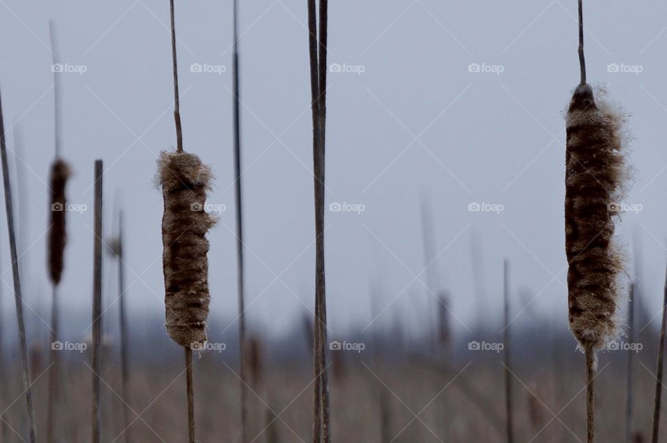 Up close and personal with a couple of cattails waiting for spring.