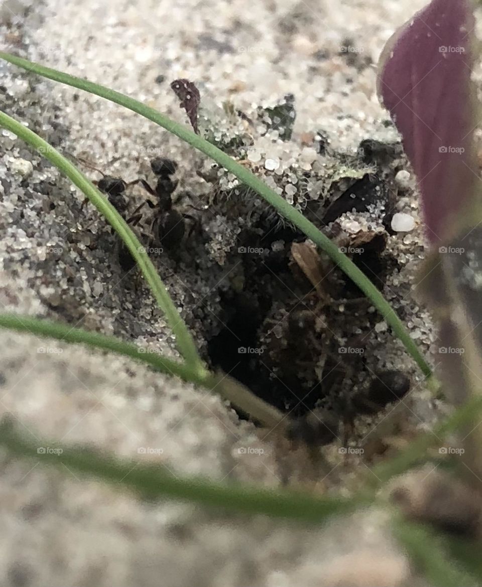 I found a little ant hole in my back yard. These ants were so busy and extremely fast. It took a while to capture some nice pictures. Tiny but mighty creatures.