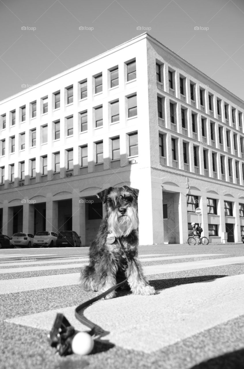 Dog and building 