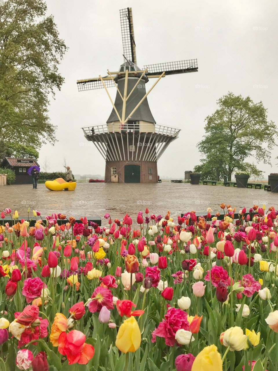 Windmill and tulips in Keukenhof garden, Holland