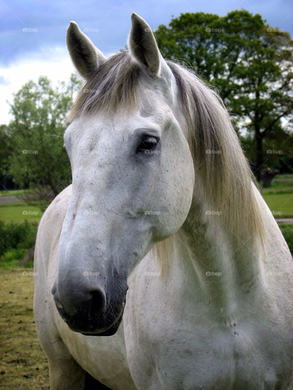 White horse on field