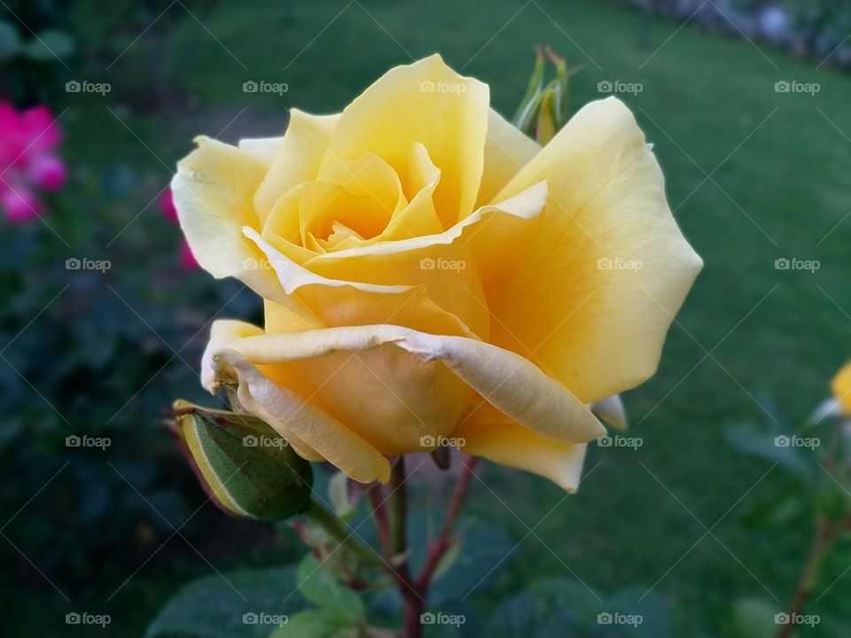 rose in garden