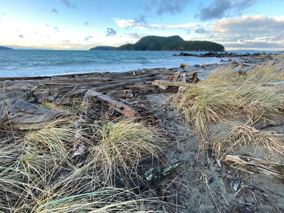 Driftwood beach