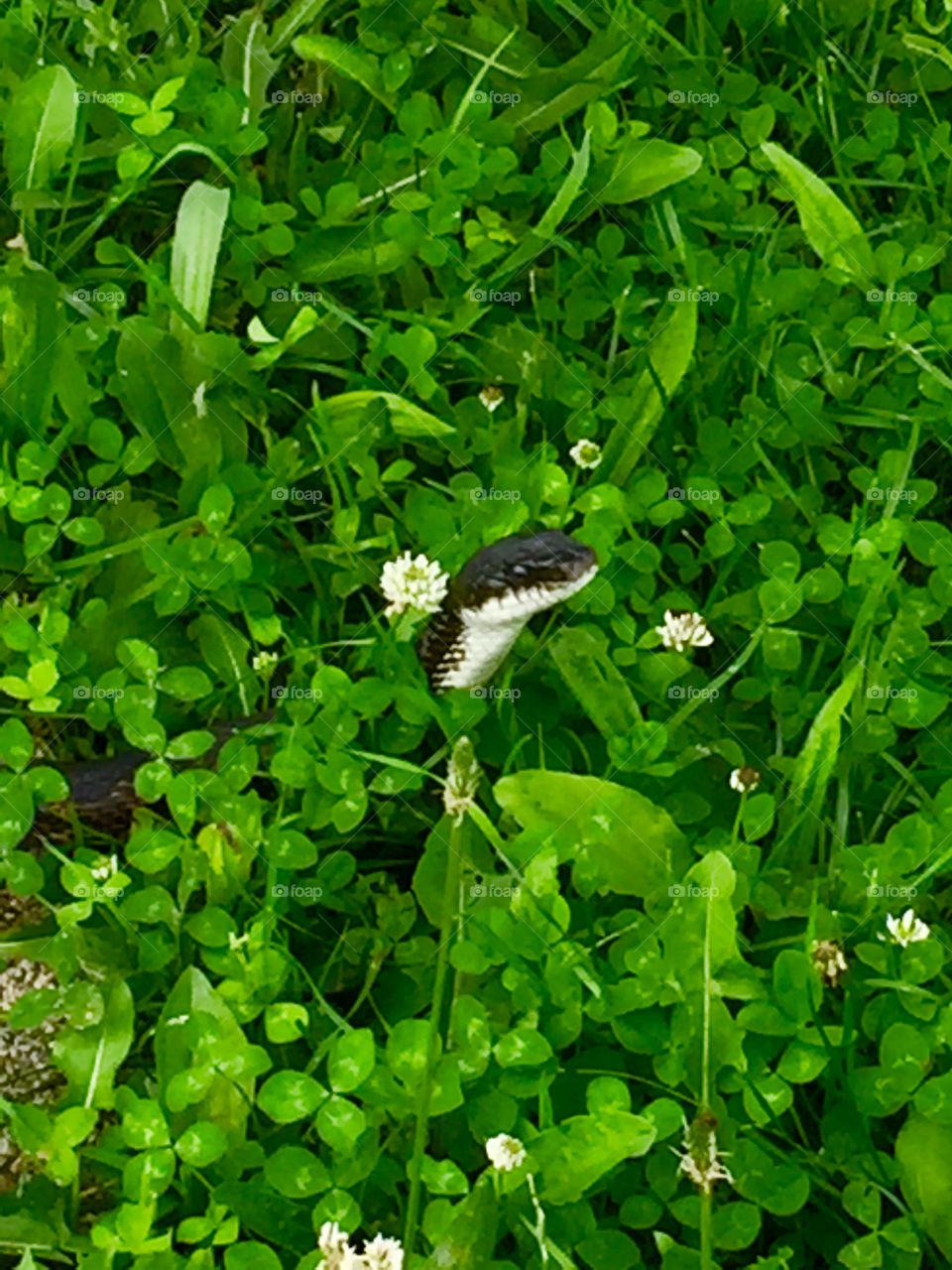 Snake hiding in grass