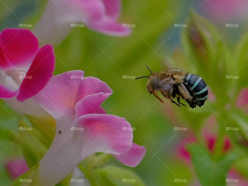 a little bee