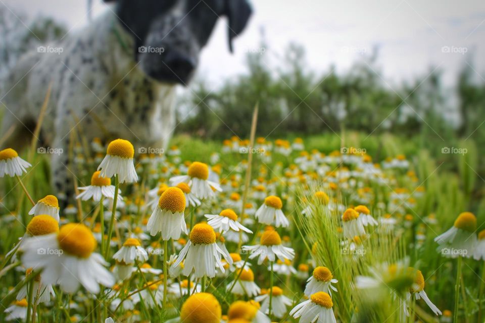 chamomile flowers and a dog in the background