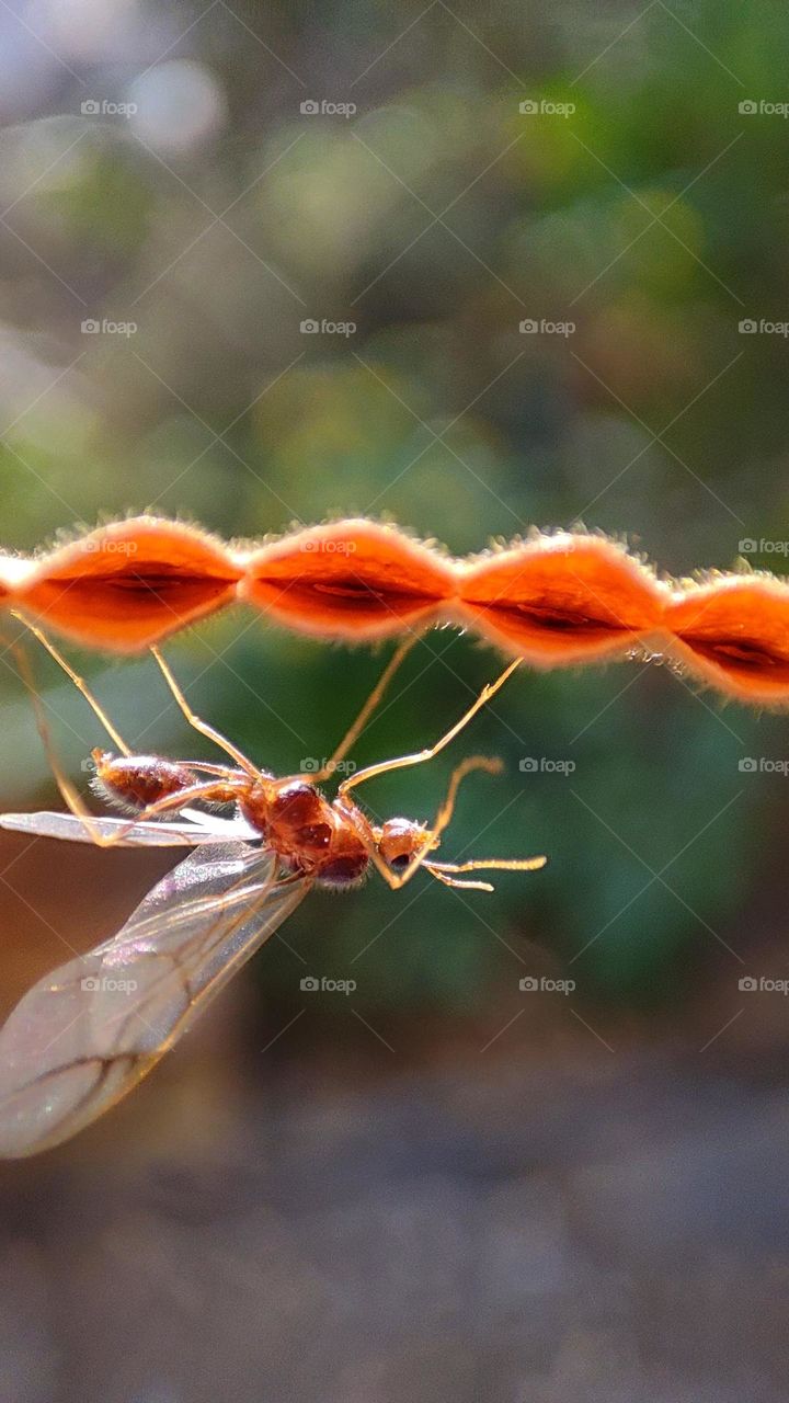 Male ants with wings, walking ant