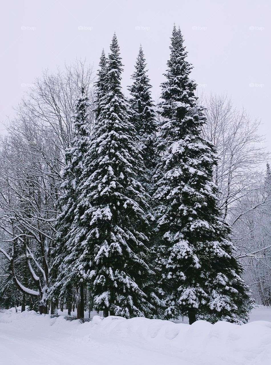 Triangles🌲🌲 Natural 🌲🌲 Trees 🌲🌲