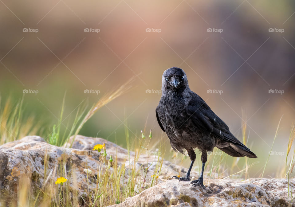 The western jackdaw Look At me