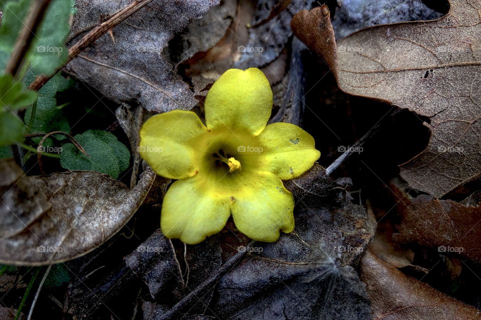 Yellow Flower In Leaves 