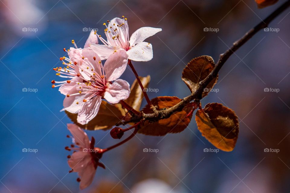 pink spring flowers