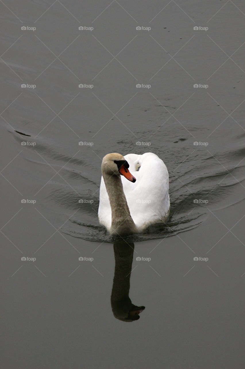 swan