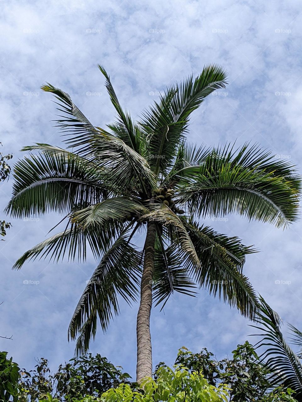 coconut tree🌴