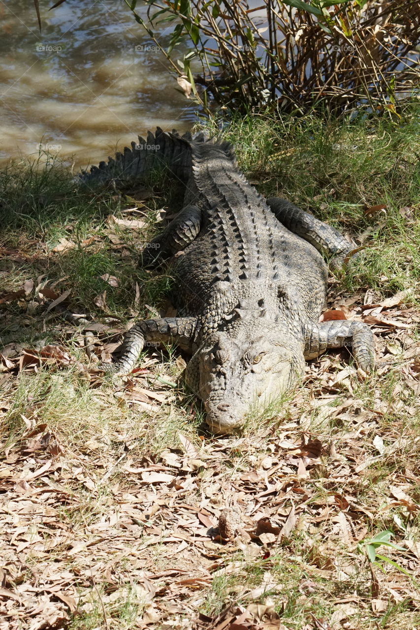 Salt water crocodile sun baking on the bank