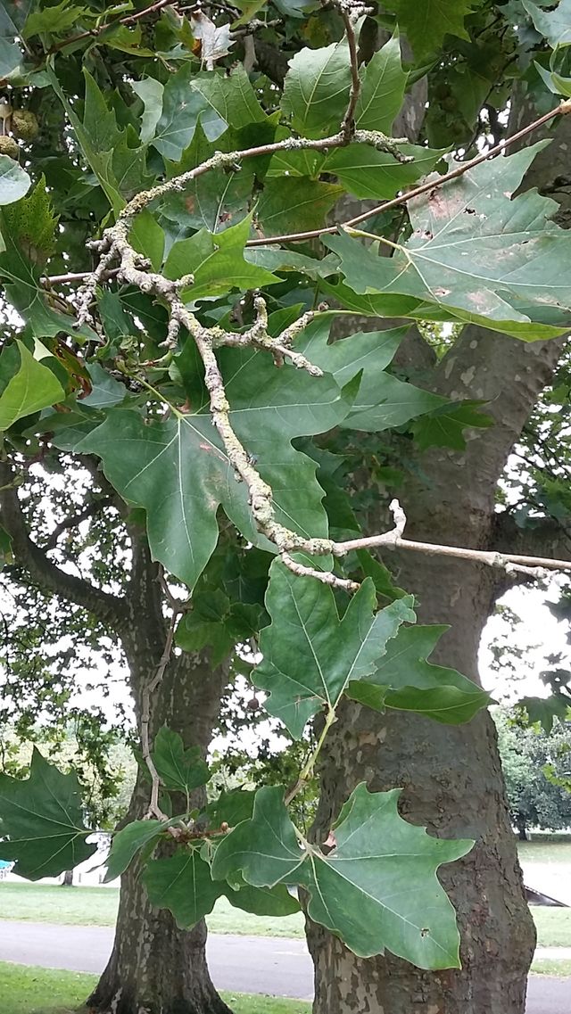 Tree branch