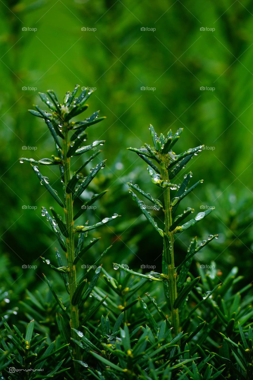 трава с росой