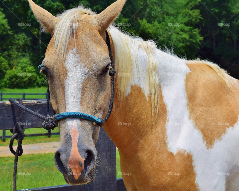 Horse tied to a fence