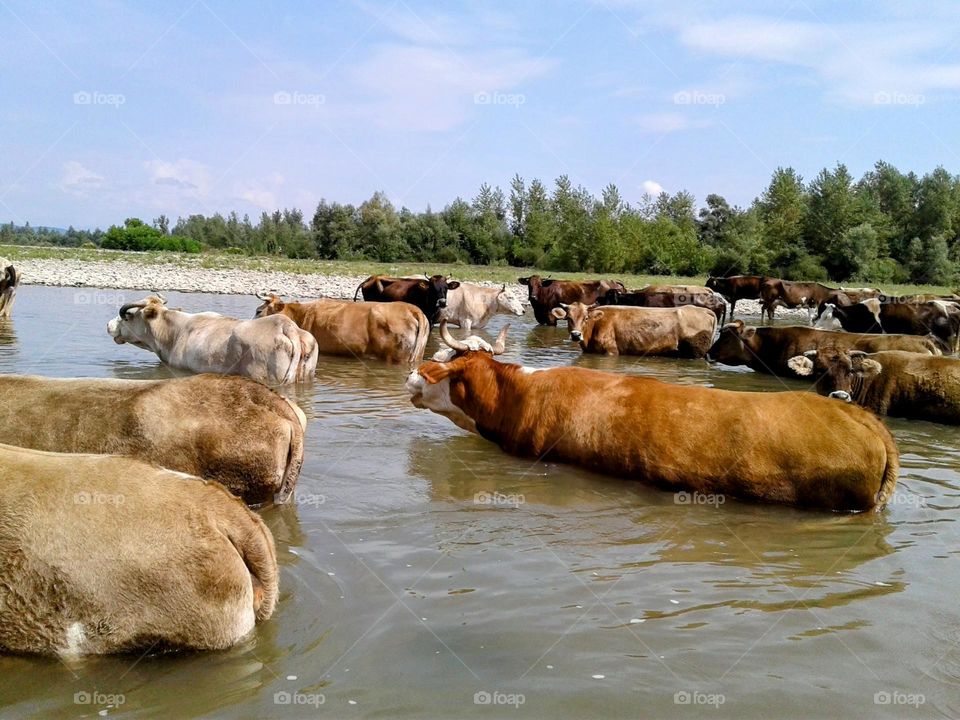 Vacation series: countryside. cows, watering place, crossing a herd of cows across a river
