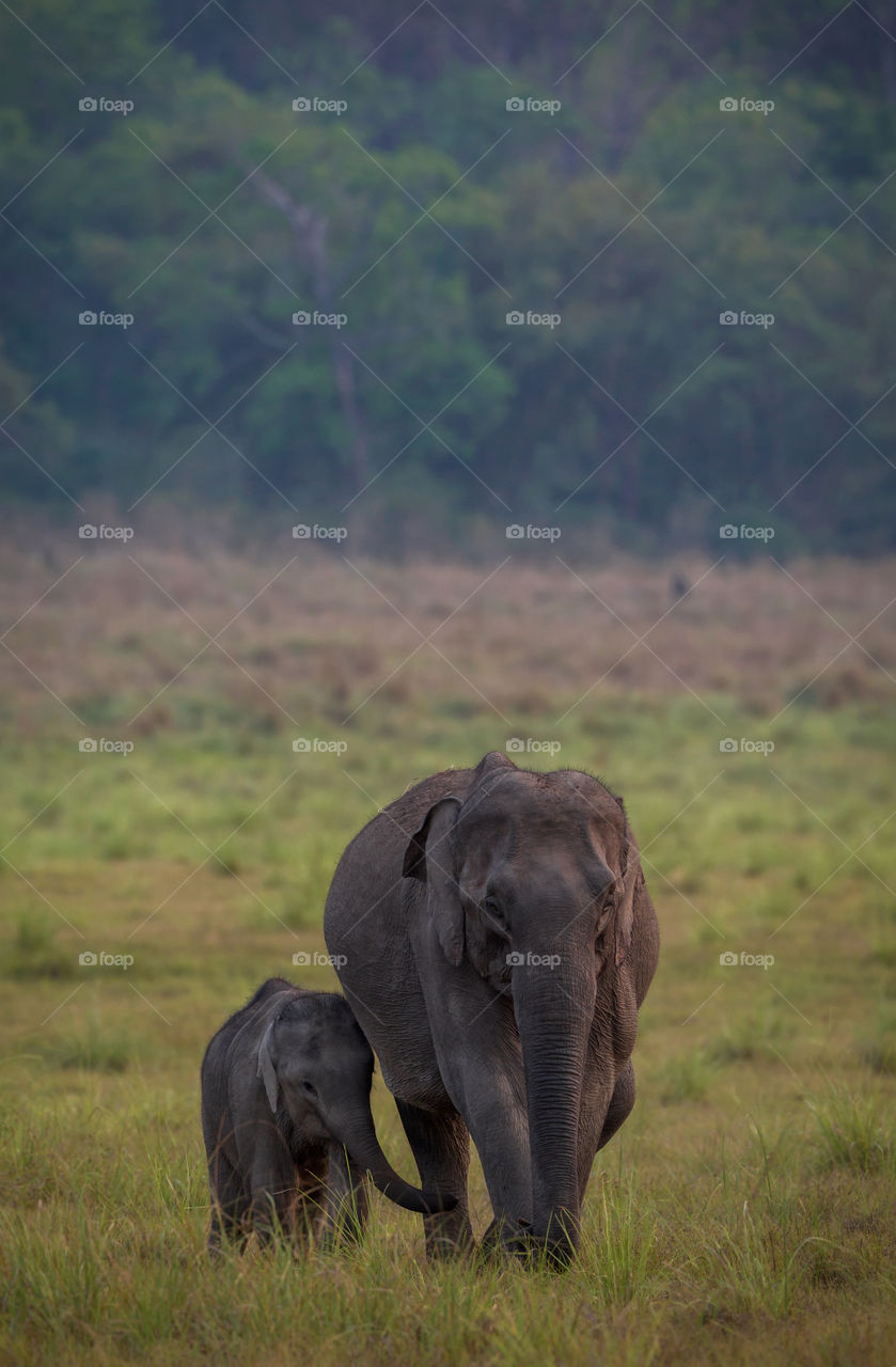 Asian elephant and her calf, shot at Dhikala, Corbett Tiger Reserve