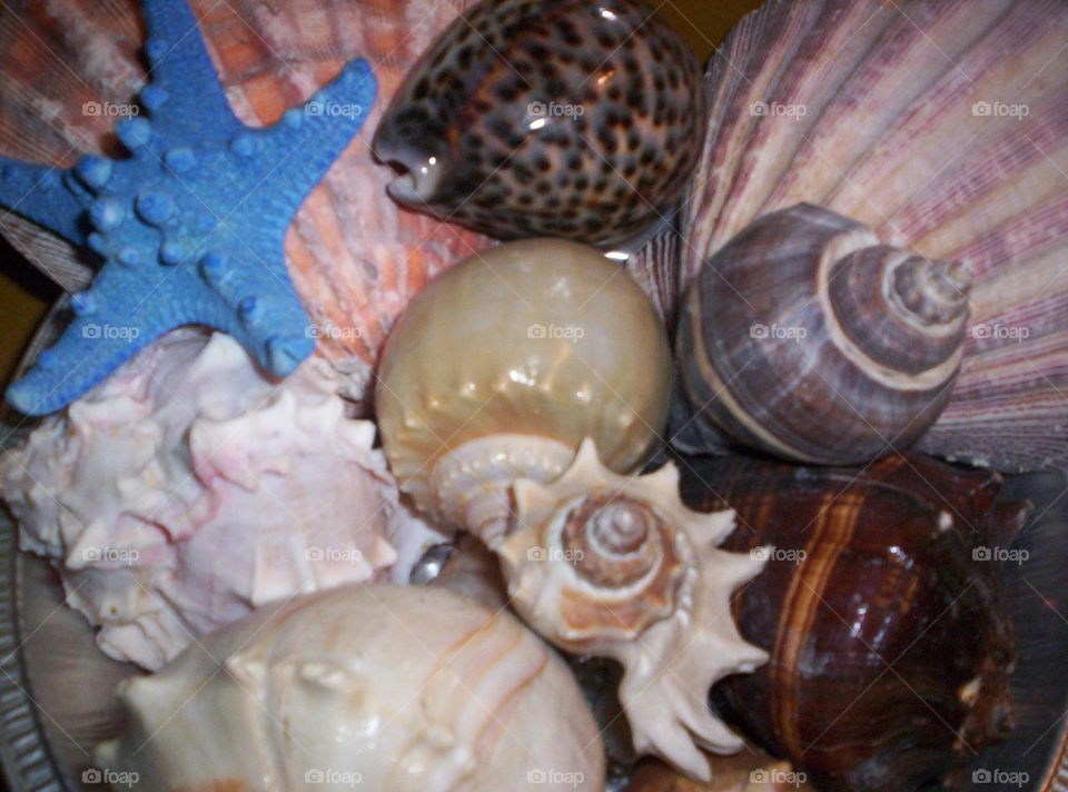 Seashell collection 