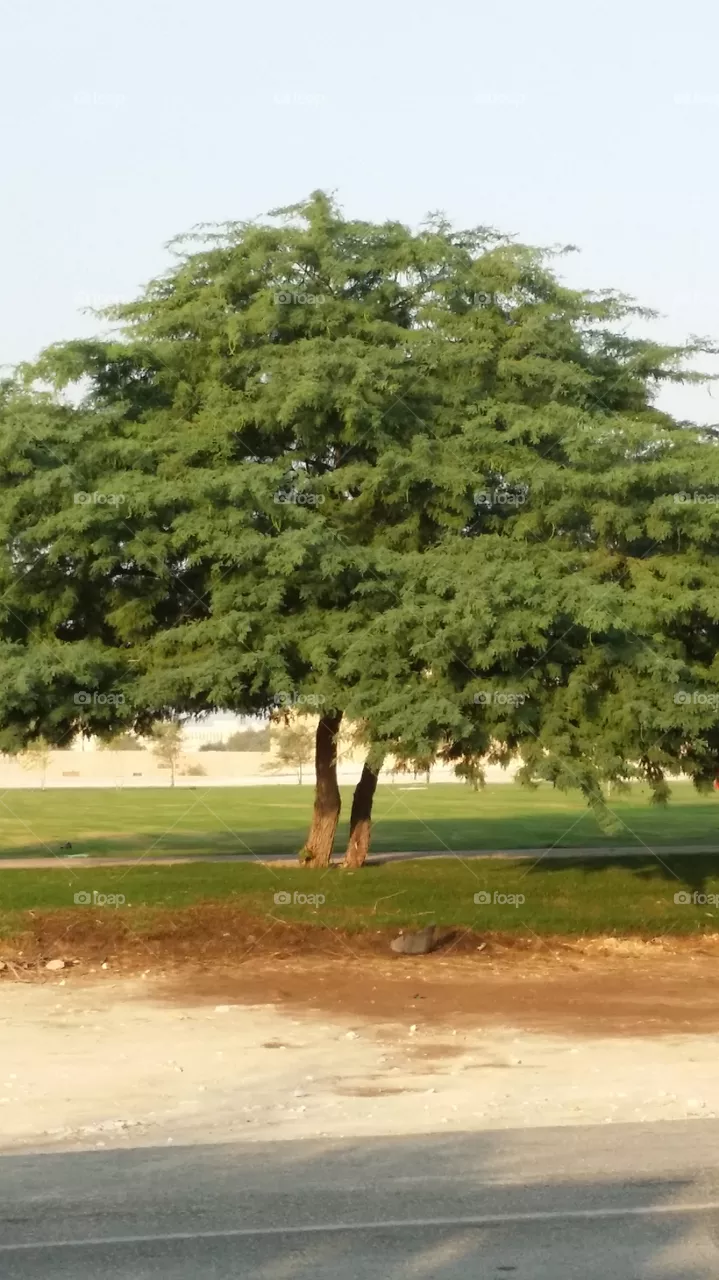 Tree