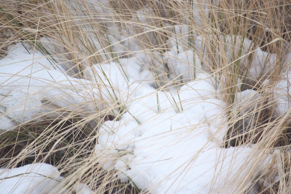 Snow on the Grass