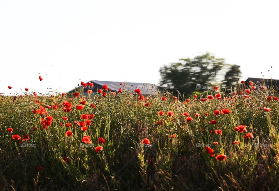 Poppies