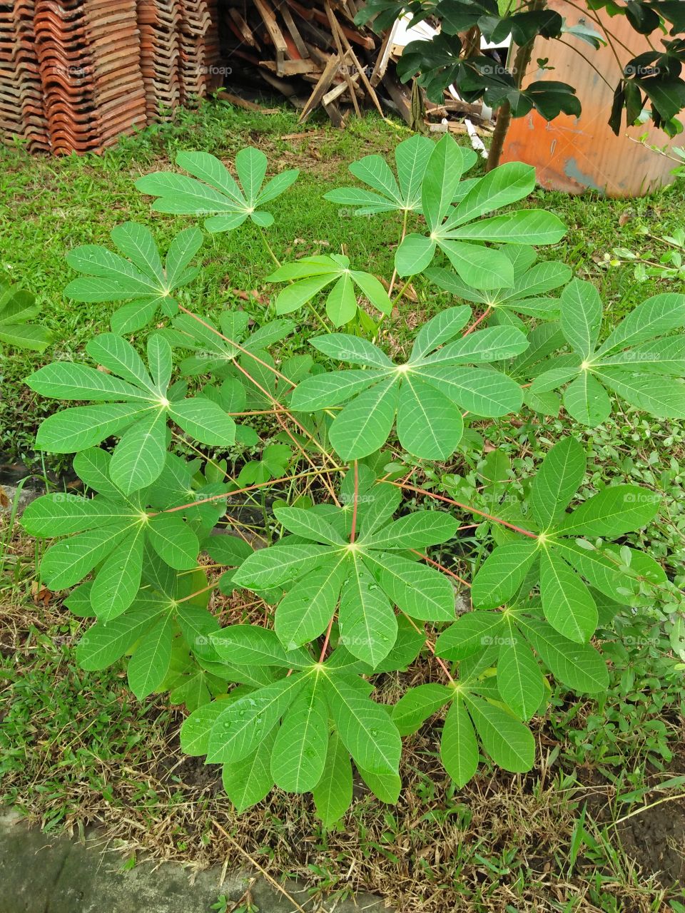 unique leaf